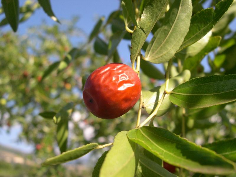 Ziziphus jujuba / Giuggiolo comune